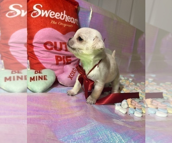 Medium Photo #2 Pug Puppy For Sale in MOUNT WASHINGTON, KY, USA