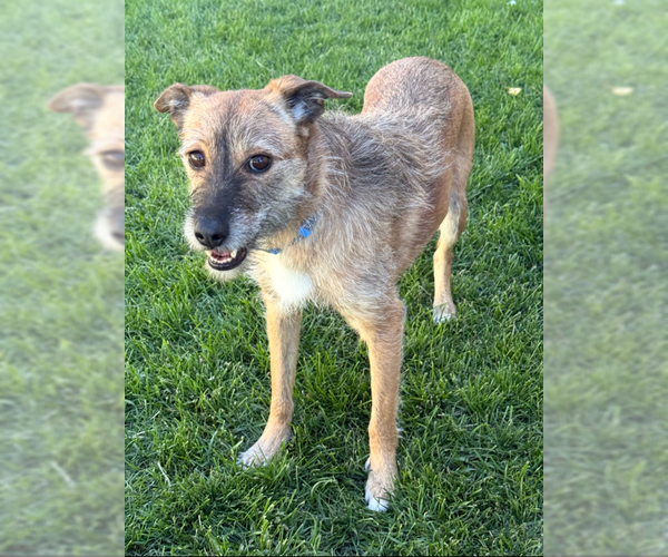 Medium Photo #1 Mutt Puppy For Sale in MIDWAY, UT, USA