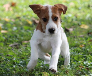 Horsing Around : Tim Tan - Male Beagle-Unknown Mix Dog for Adoption - Photo #15