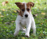 Small Photo #15 Beagle-Unknown Mix Puppy For Sale in Aurora, IN, USA