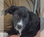 Small #1 Border Collie Mix
