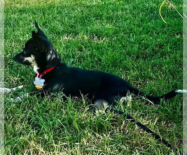 Medium Photo #4 Toy Rat Doxie Puppy For Sale in Atlanta, GA, USA
