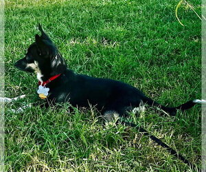 Chili (VA) - Female Toy Rat Doxie Dog for Adoption - Photo #4