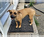 Small #3 Mutt
