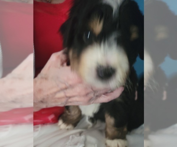 Medium Photo #5 Miniature Bernedoodle Puppy For Sale in O FALLON, MO, USA
