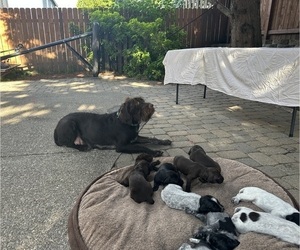 German Wirehaired Pointer Puppy for sale in CLACKAMAS, OR, USA