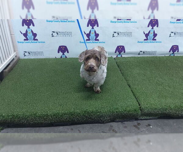 Medium Photo #1 Dandie Dinmont Terrier Puppy For Sale in Orlando, FL, USA