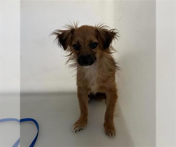 Medium Photo #2 Chihuahua Puppy For Sale in Redlands, CA, USA