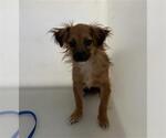 Small #1 Chihuahua