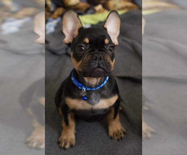 Medium Photo #3 French Bulldog Puppy For Sale in MILWAUKEE, WI, USA