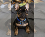 Small Photo #3 French Bulldog Puppy For Sale in MILWAUKEE, WI, USA