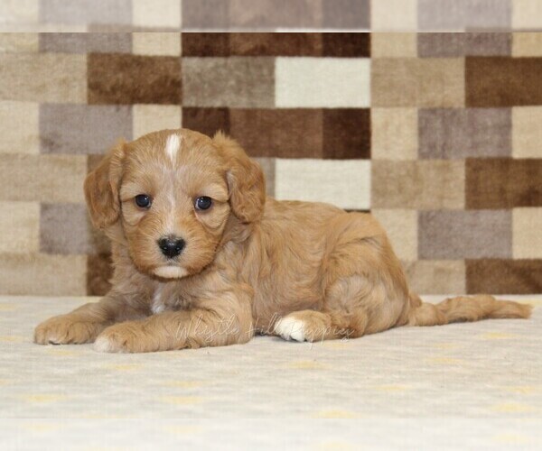 Medium Photo #2 Bernedoodle (Miniature)-Cavapoo (Miniature) Mix Puppy For Sale in DENVER, PA, USA