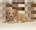 Small #1 Bernedoodle (Miniature)-Cavapoo (Miniature) Mix