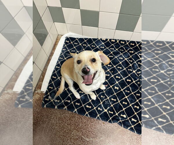 Medium Photo #2 Chihuahua Puppy For Sale in Salinas, CA, USA