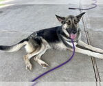 Small #2 German Shepherd Dog Mix