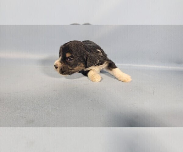 Medium Photo #8 Bernedoodle (Miniature) Puppy For Sale in BLACK FOREST, CO, USA