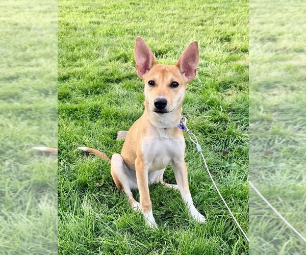 Medium Photo #3 Mutt Puppy For Sale in Springdale, PA, USA