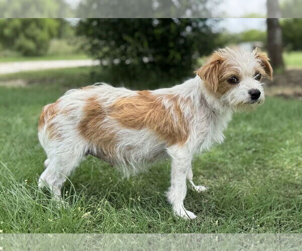 Medium Photo #3 Mutt Puppy For Sale in PIPE CREEK, TX, USA