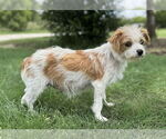 Small #2 Mutt