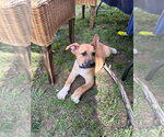Small #4 Catahoula Leopard Dog Mix