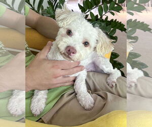Maltipoo Dogs for adoption in Corona, CA, USA