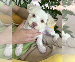 Small Maltipoo