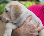 Small #1 Labrador Retriever