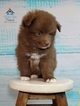 Small Photo #7 Pomeranian-Pomsky Mix Puppy For Sale in ANDOVER, MN, USA