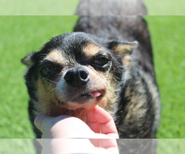 Medium Photo #1 Chihuahua Puppy For Sale in Chestertown, MD, USA