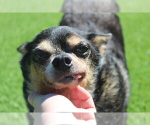 Chihuahua Dogs for adoption in Chestertown, MD, USA