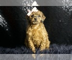 Puppy Velvet UABR Poodle (Miniature)