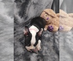 Small Photo #10 Faux Frenchbo Bulldog Puppy For Sale in COFFEYVILLE, KS, USA