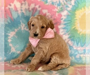 Goldendoodle Puppy for sale in LANCASTER, PA, USA