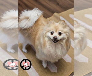 Pomeranian Dogs for adoption in Lebanon, PA, USA
