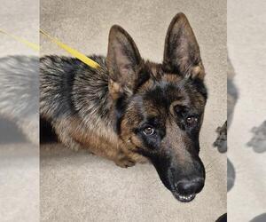 German Shepherd Dog Dogs for adoption in Bakersfield, CA, USA