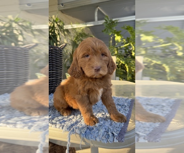 Medium Photo #10 Labradoodle Puppy For Sale in FRESNO, CA, USA