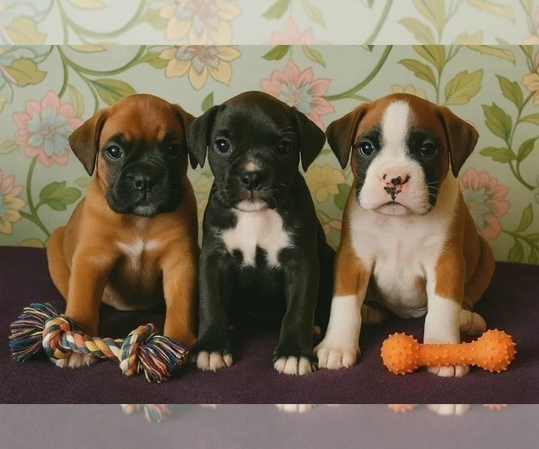 Medium Photo #1 Boxer Puppy For Sale in TROUPSBURG, NY, USA