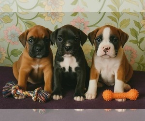 Boxer Litter for sale in TROUPSBURG, NY, USA