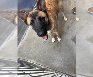 German Shepherd Dog-Unknown Mix Dogs for adoption in Camarillo, CA, USA