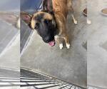 *SAM - Male German Shepherd Dog-Unknown Mix Dog for Adoption - Small photo