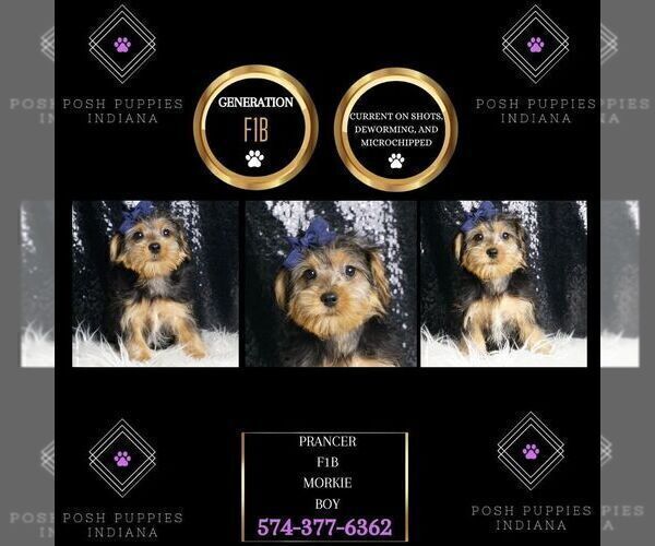 Medium Photo #1 Morkie Puppy For Sale in WARSAW, IN, USA