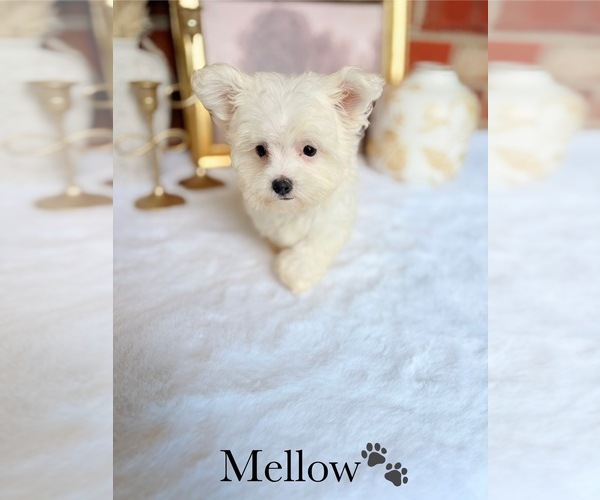 Medium Photo #5 Maltese Puppy For Sale in MURFREESBORO, TN, USA