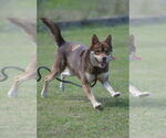Small #7 Siberian Husky Mix