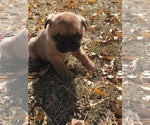 Small Photo #21 Buggs Puppy For Sale in AFTON, WY, USA