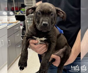 Mutt Dogs for adoption in Washington, DC, USA