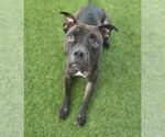 Small #17 American Pit Bull Terrier Mix