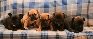 French Bulldog Puppy for sale in BROOKLET, GA, USA