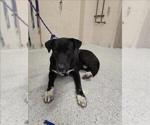Labrador Retriever-Unknown Mix Dogs for adoption in Conroe, TX, USA