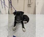 Small Labrador Retriever Mix