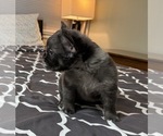 Puppy Puppy 4 French Bulldog